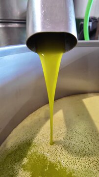 Fresh olive oil production process pouring from spout