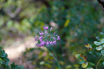 The Last Wild Flower