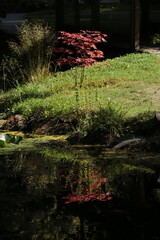 A small red maple tree stands proudly by the calm water, its vibrant color mirrored perfectly in the still pond, framed by lush green grass and rocks along the peaceful landscape.