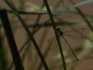 A dragonfly rests delicately on a thin green stem, its transparent wings glowing in the sunlight. The image is framed by soft, blurred foliage, capturing the insect’s intricate details.