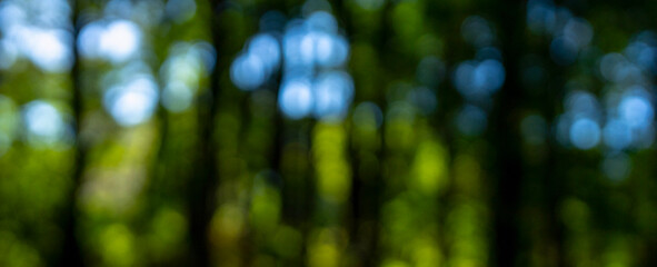 Green background. Vibrant plants in blurred green background. Natural green meadow with glowing foliage overlay. Dreamy green forest scene with summer sunlight. Soft-focus greenery for eco templates. © Volodymyr