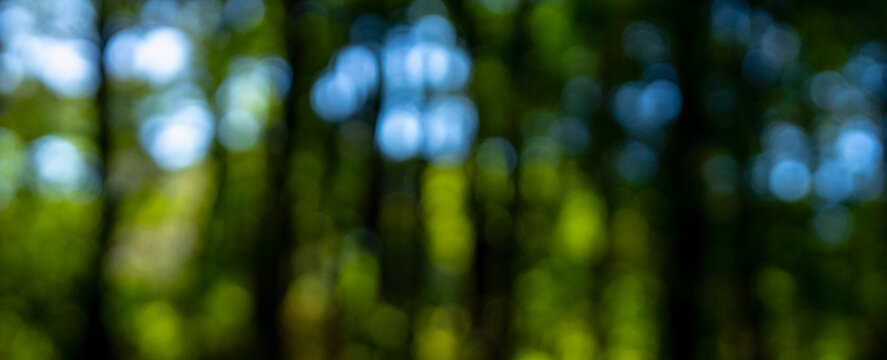 Green background. Vibrant plants in blurred green background. Natural green meadow with glowing foliage overlay. Dreamy green forest scene with summer sunlight. Soft-focus greenery for eco templates.