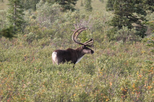 A Caribou in Denali, Alaska