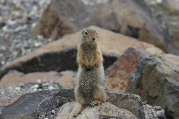 An Arctic Ground Squirrel (Urocitellus parryii) in Denali National Park