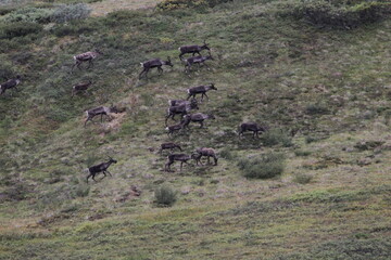 A herd of Porcupine caribou in Denali National Park