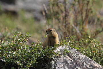 An Arctic Ground Squirrel (Urocitellus parryii) in Denali National Park