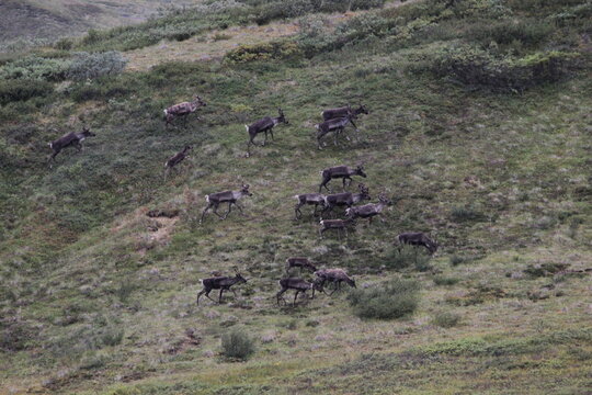 A herd of Porcupine caribou in Denali National Park