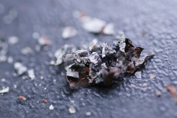 Macro shot of cigarette ash on the ground