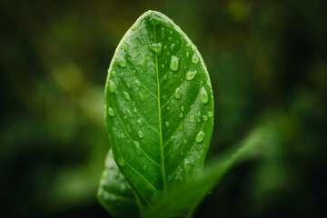 雨粒の残る緑の葉っぱ　マクロで捉えた水滴と葉脈のテクスチャ