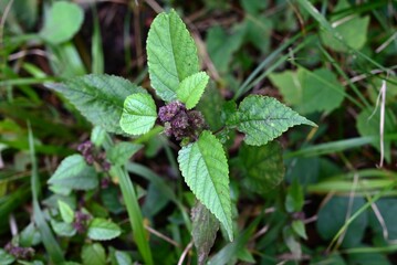 Fatoua villosa (Mulberry weed) flowers. Moraceae annual. A weed that produces spherical inflorescences in autumn and blooms with purple-green flowers.