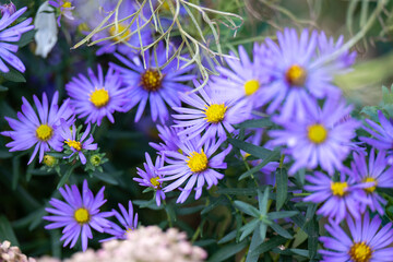 Close up of Light Purple Aster Flowers with Yellow Centers