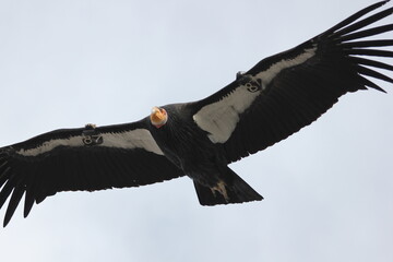 A Californian condor in Arizona