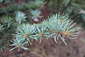 Branch of Picea asperata (Dragon spruce) with bluish-green needles photographed outdoors in a city park in autumn. © Iuliia