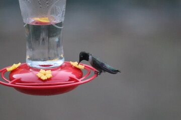 A black-chinned hummingbird in Arizona © Matt