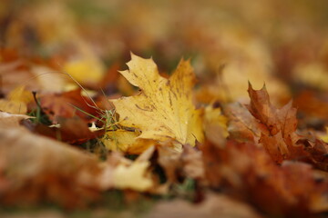 Herbstlaub, Nahaufnahme - Serie 1