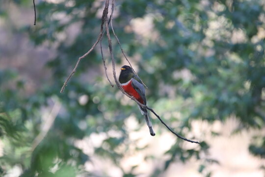 A Male Elegant Trogon in Arizona
