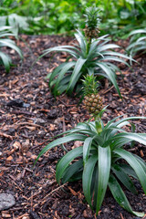 pineapple plant growing in a eco friendly farm