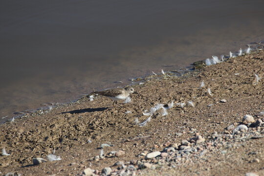 A Least Sandpiper in Arizona