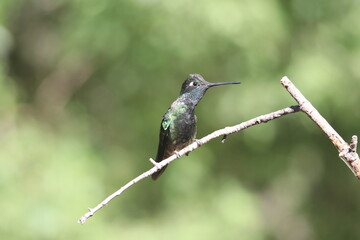 A Rivoli's Hummingbird in Arizona