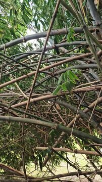 Bamboo 