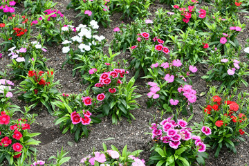 ナデシコの花畑　A field of dianthus flowers