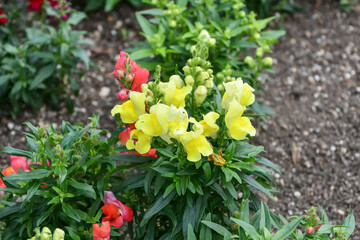 キンギョソウ　Snapdragon