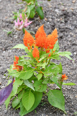 ケイトウ「キャッスル オレンジ」　Cockscomb 'Castle Orange'