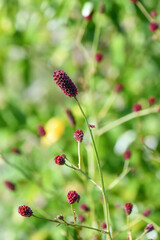 ワレモコウ　Great Burnet