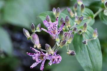 ホトトギス　Toad Lily