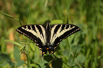 Mariposa de color negro con amarillo sobre vegetacion 