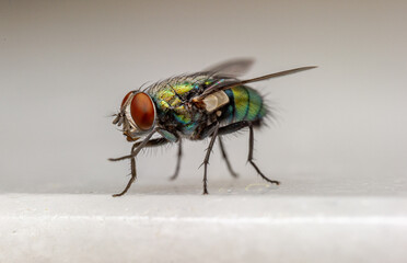Lucilia sp., green bottle fly species (Diptera: Calliphoridae) photographed in the urban area of Sagunto, Valencia province, Spain, showing metallic green coloration typical of the genus.
