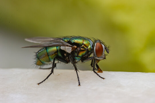 Lucilia sp., green bottle fly species (Diptera: Calliphoridae) photographed in the urban area of Sagunto, Valencia province, Spain, showing metallic green coloration typical of the genus.