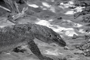 Thermal-style photography capturing Komodo dragon resting on the beach amidst tropical forest