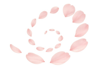 Pink cherry blossom petals forming a swirling spiral pattern, creating a delicate spring movement on transparent background