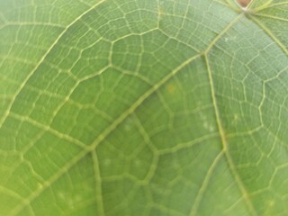 green leaf macro