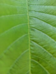  Green, yellow and fresh guava leaves with gradient background and texture