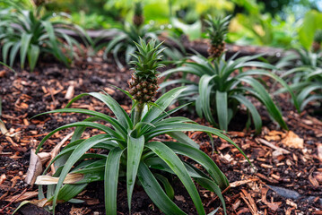 pinapple plant growing in a ecco farm