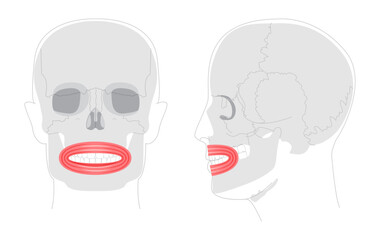 Orbicularis oris - Human mouth muscle anatomy chart responsible for controlling movements of lips, important for facial expressions, speech, and eating, shown as medical reference and educational tool