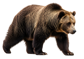 Grizzly bear walking in a natural pose, showcasing its strength and beauty, isolated on white or transparent background. PNG