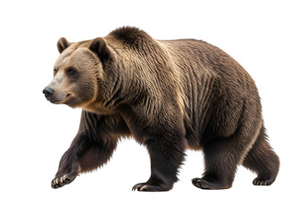 Fototapeta premium Grizzly bear walking in a natural pose, showcasing its strength and beauty, isolated on white or transparent background. PNG