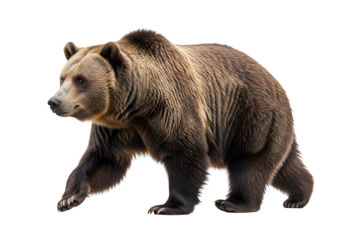 Grizzly bear walking in a natural pose, showcasing its strength and beauty, isolated on white or transparent background. PNG