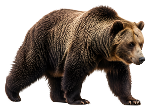 Grizzly bear walking in a natural pose, showcasing its strength and beauty, isolated on white or transparent background. PNG
