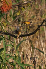 ジョウビタキの雄と雌