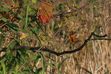 ジョウビタキの雄と雌