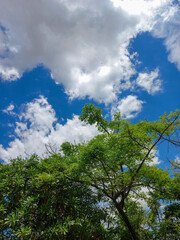 Obraz premium Green trees under bright blue sky with white clouds, symbolizing natural beauty, freshness, and peaceful outdoor environment on a sunny day.