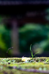 鎌倉251015　浄智寺20　銀杏