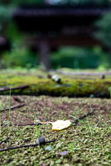 鎌倉251015　浄智寺12　銀杏