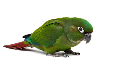 A vibrant green parrot perched on a white surface, looking attentively.