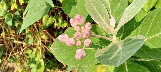 Delicate Pink Buds of the Crown Flower (Akanda)