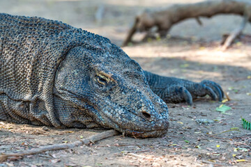 Komodo dragon resting in Loh Liang National Park surrounded by tropical forest in Indonesia